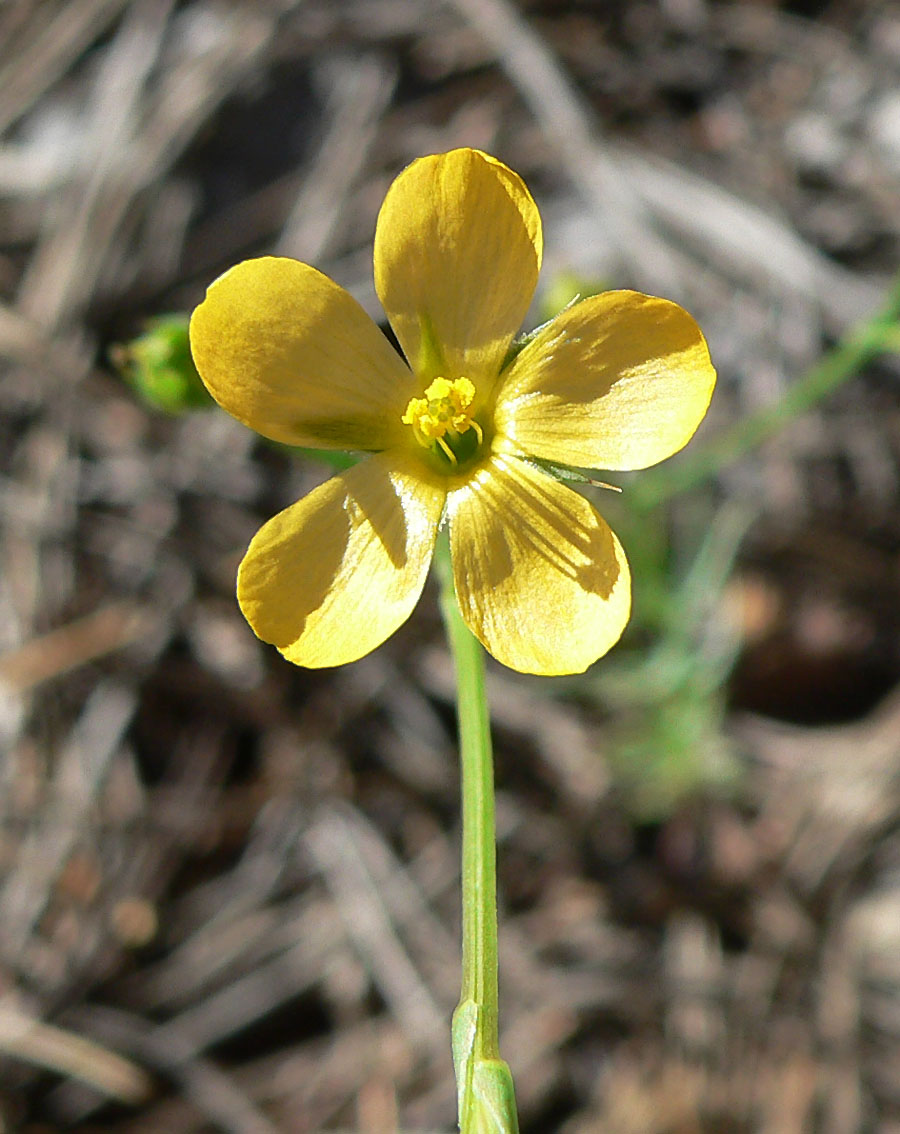 Southern flax: Linum australe var. australe near the junction of 157 and 158, Kyle Canyon, Spring Mountains, southern Nevada