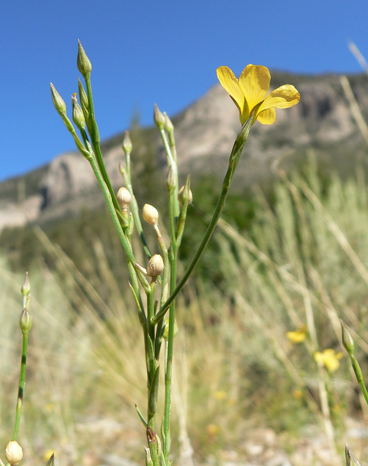 Southern flax: Linum australe var. australe in open area 100 m SW of the junction of 157 and 158, Kyle Canyon, Spring Mountains, southern Nevada