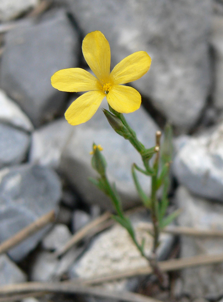 Southern flax: Linum australe var. australe at the lower end of the big meadow in Lee Canyon (100 m from Old Mill Rd junction), Spring Mountains, southern Nevada