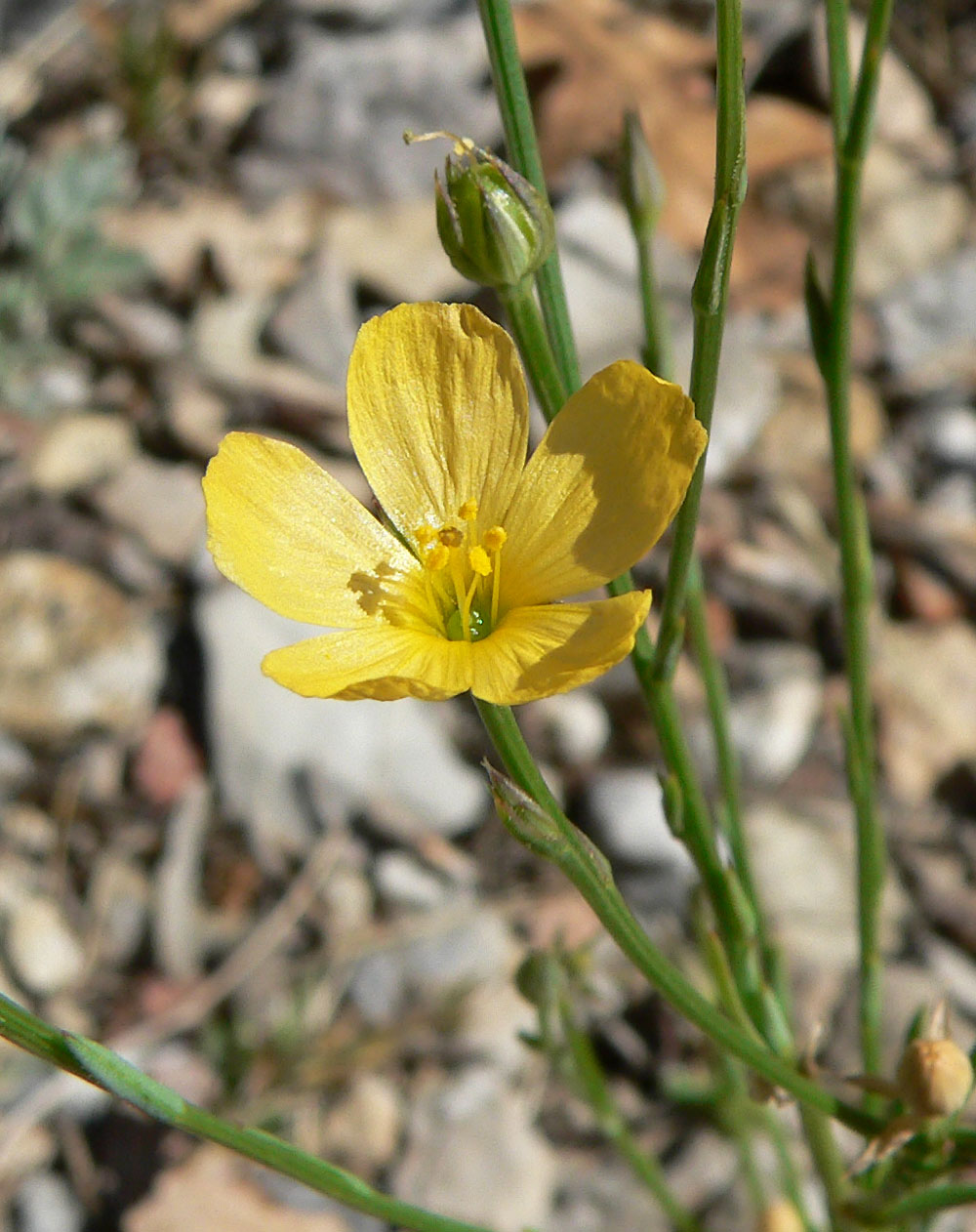 Southern flax: Linum australe var. australe in open area 100 m SW of the junction of 157 and 158, Kyle Canyon, Spring Mountains, southern Nevada