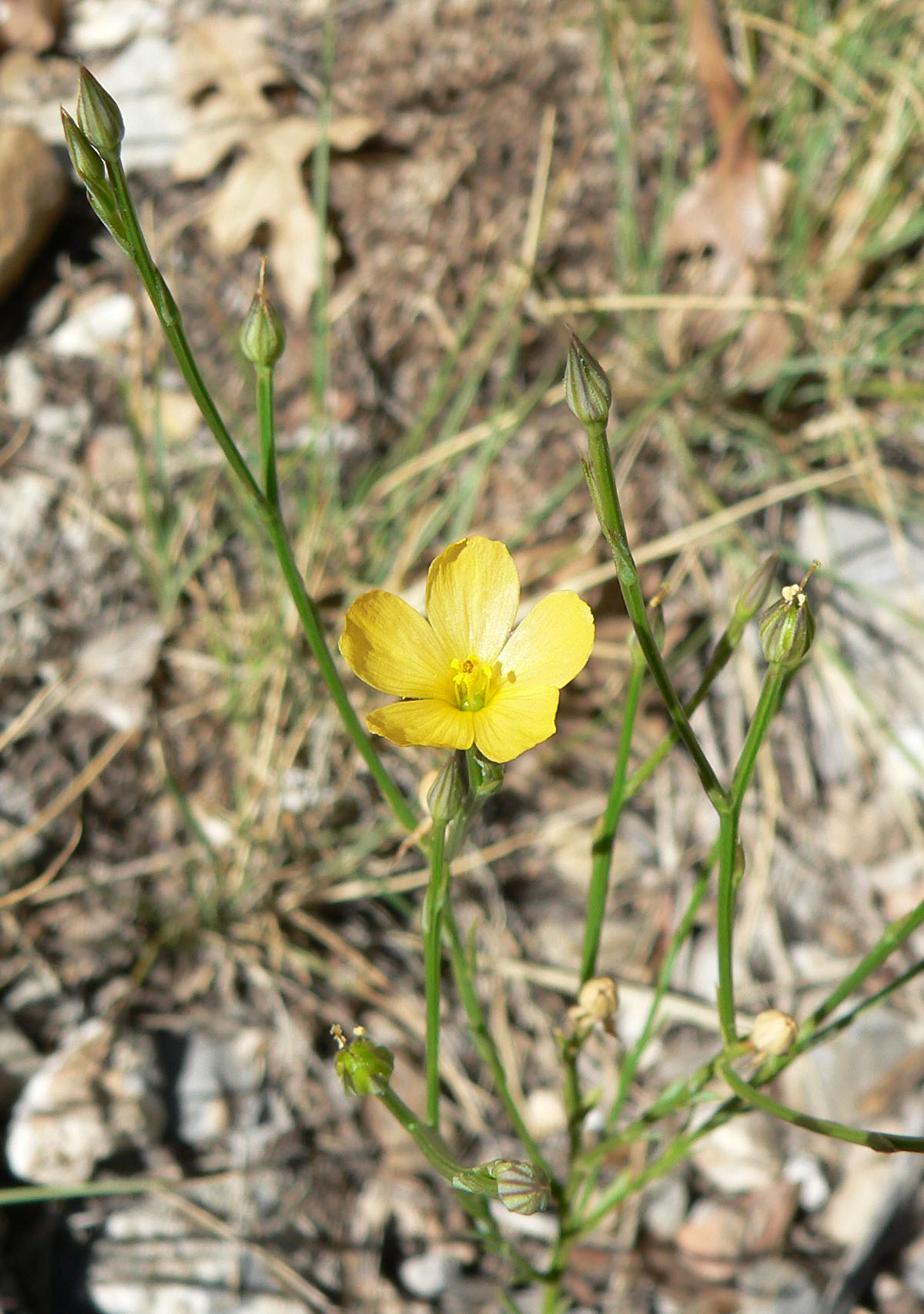 Southern flax: Linum australe var. australe in open area 100 m SW of the junction of 157 and 158, Kyle Canyon, Spring Mountains, southern Nevada