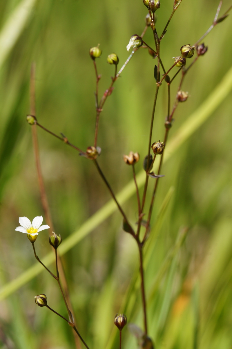 Fairy flax: Predivec na Vitrancu.