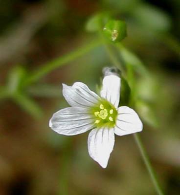 Fairy flax: Linum catharticum Source : [1]