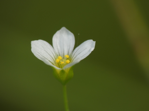 Fairy flax (Linum catharticum)