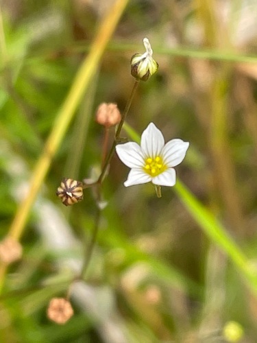 Fairy flax (Linum catharticum)