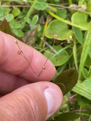 Fairy flax (Linum catharticum)