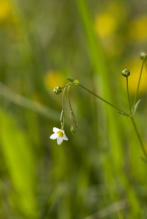 Fairy flax: Linum catharticum Coteau de Chézy-sur-Marne (Aisne), France