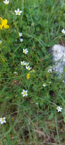 Fairy flax (Linum catharticum)