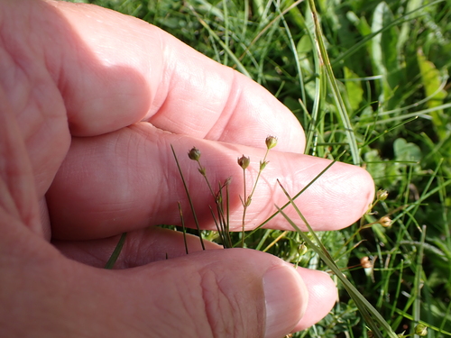 Fairy flax (Linum catharticum)