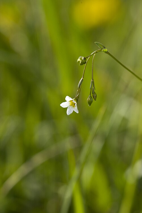Fairy flax: Linum catharticum Coteau de Chézy-sur-Marne (Aisne), France