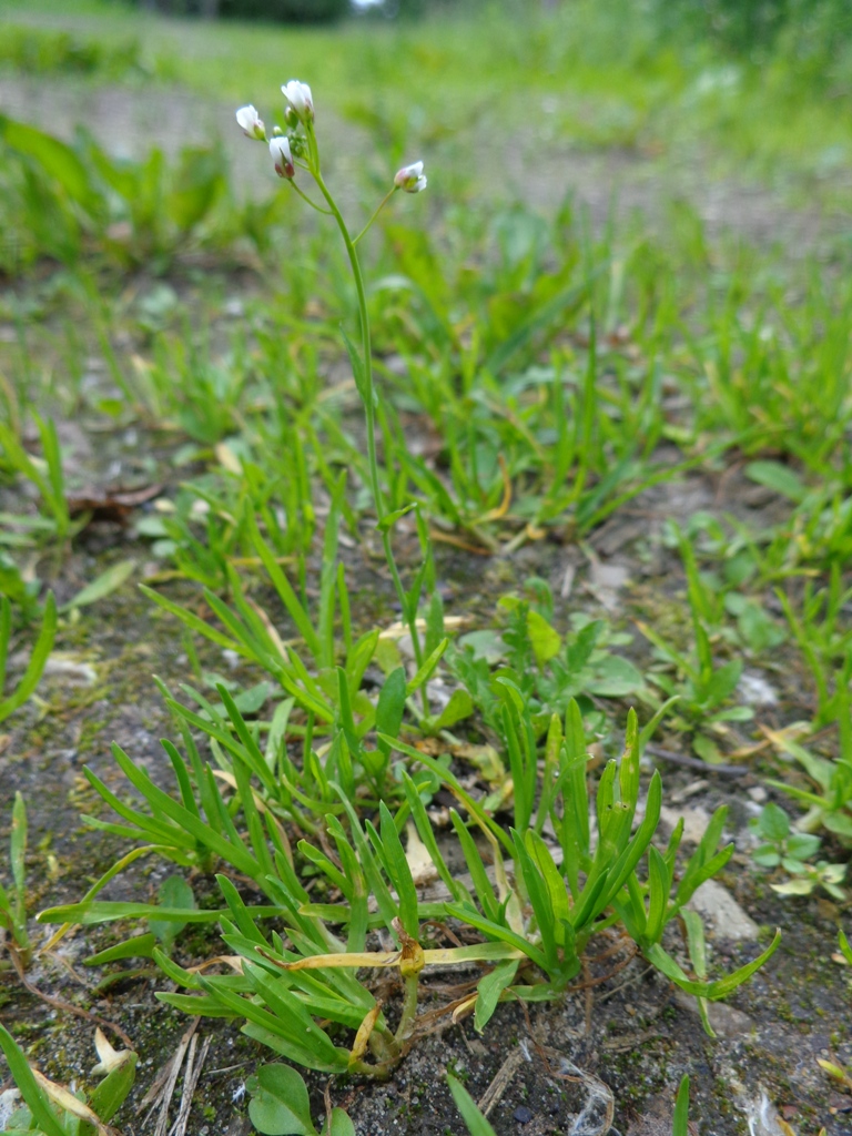 Fairy flax: Linum catharticum . Found in Rīga town, Latvia