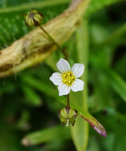 Fairy flax (Linum catharticum)