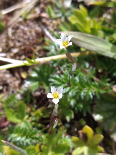 Fairy flax (Linum catharticum)