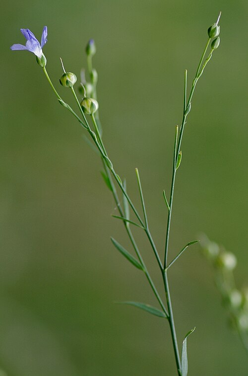 Linum marginale: Linum marginale (Native Flax). Glabrous, often glaucous perennial herb, to 70 (-100)cm high; Stems erect, unbranched or branched near base, striate. Leaves line