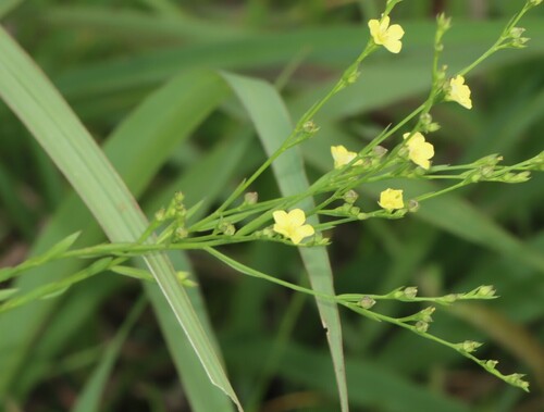 Stiff yellow flax (Linum medium)