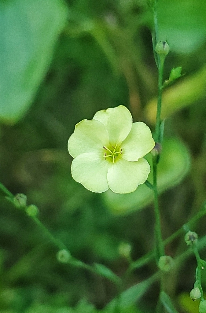 Stiff yellow flax (Linum medium)