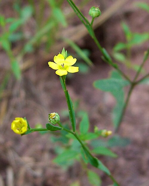 Stiff yellow flax: Scientific Name: Linum medium (Planch.) Britt. var. texanum (Planch.) Fern. Common Name: Stiff Yellow Flax Certainty: positive ( notes ) Location: Central Appal