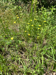 Stiff yellow flax (Linum medium)
