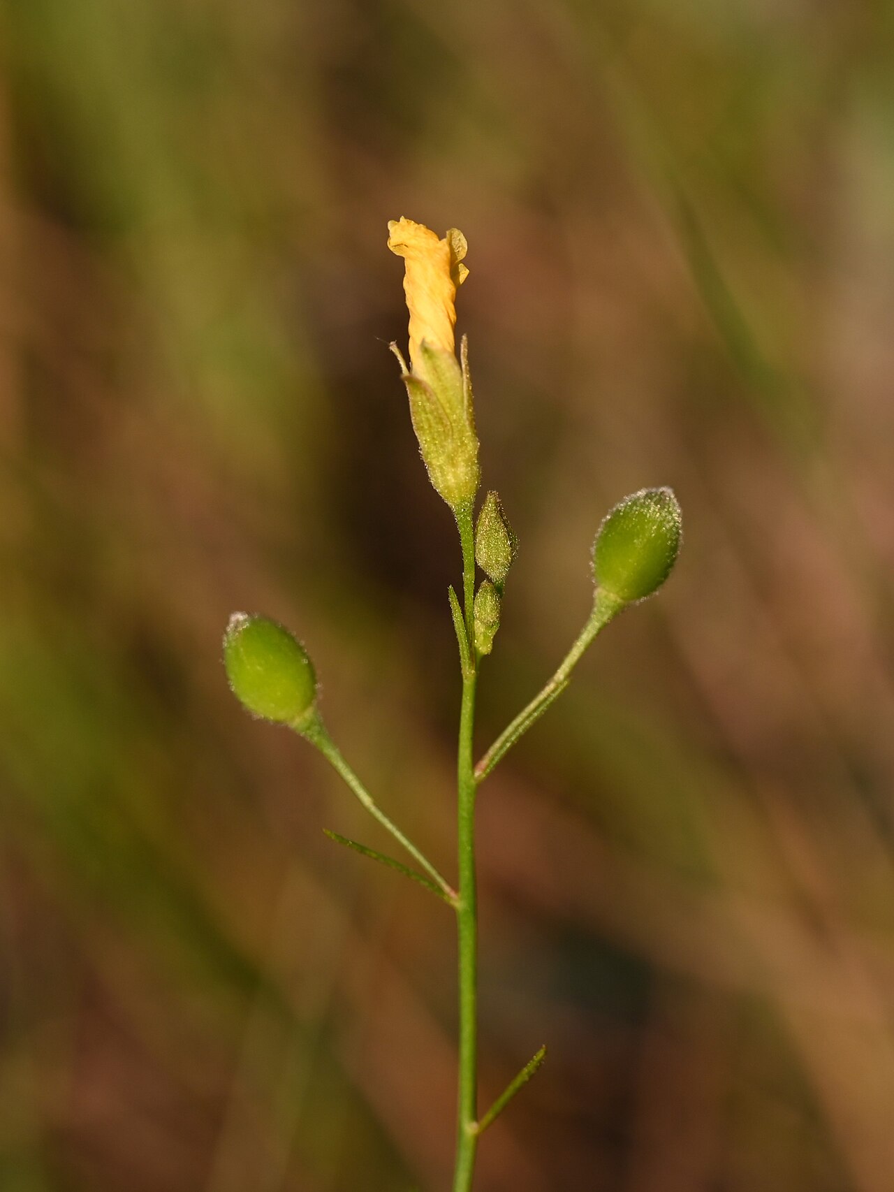 Stiff yellow flax: Linum medium on Sisal Pond, Everglades NP, Florida