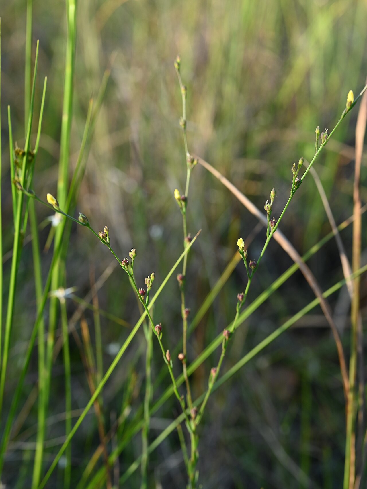 Stiff yellow flax: Linum medium on Sisal Pond, Everglades NP, Florida