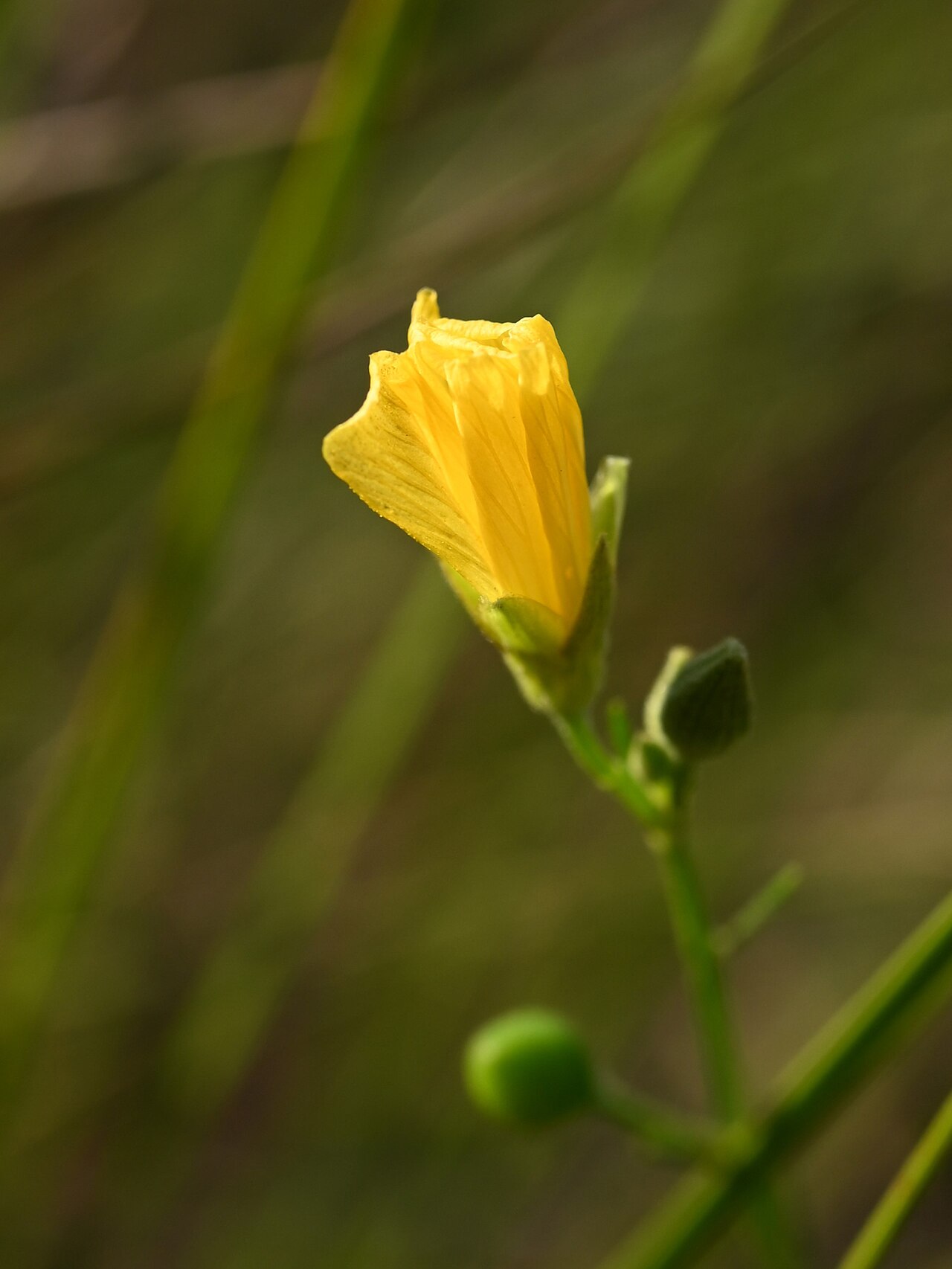 Stiff yellow flax: Linum medium on Sisal Pond, Everglades NP, Florida