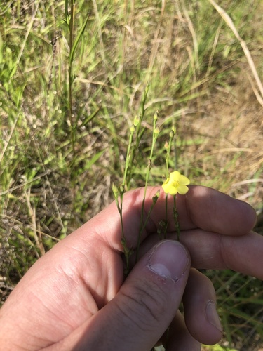 Stiff yellow flax (Linum medium)