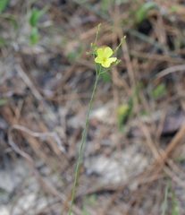 Stiff yellow flax (Linum medium)