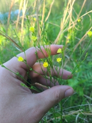 Stiff yellow flax (Linum medium)