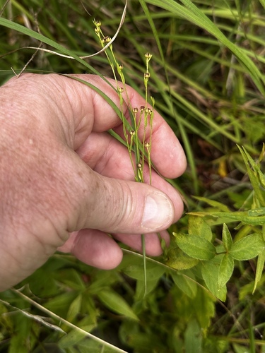 Stiff yellow flax (Linum medium)