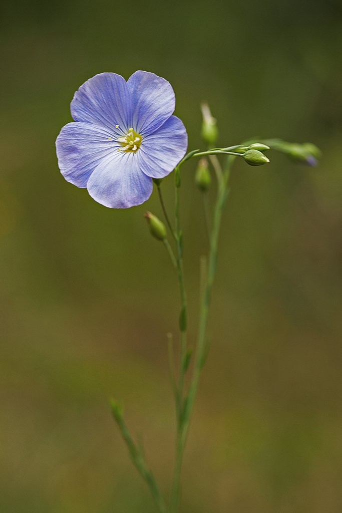 Blue flax