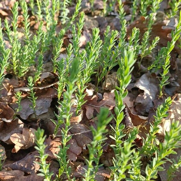 Flax (Linum usitatissimum)