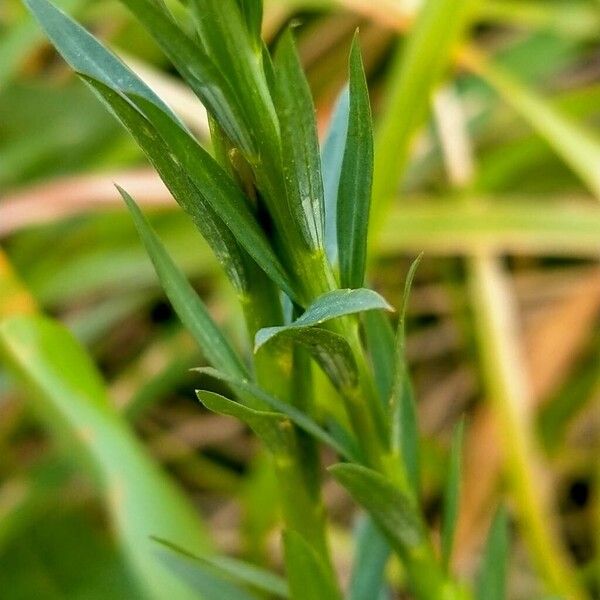 Flax (Linum usitatissimum)