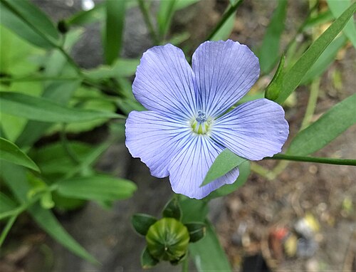 Flax: Common Flax or Linseed (Linum usitatissimum) flower from birdseed. Chapeltoun North Ayrshire.