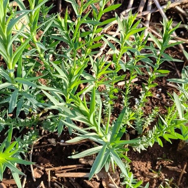 Flax (Linum usitatissimum)
