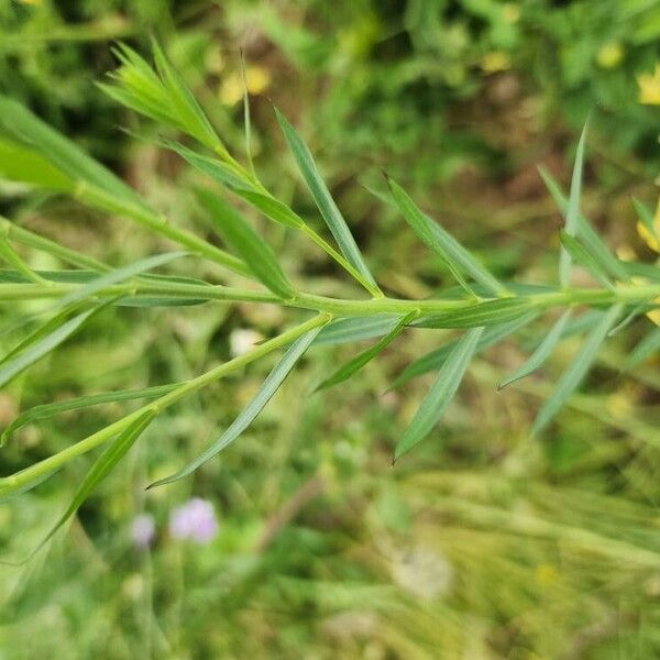 Flax (Linum usitatissimum)