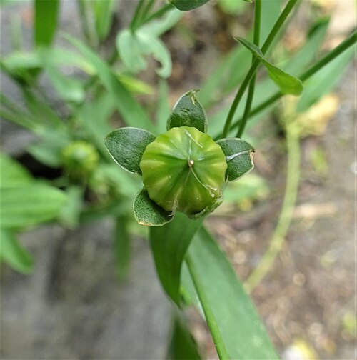 Flax: Common Flax or Linseed (Linum usitatissimum) bud. Chapeltoun North Ayrshire.