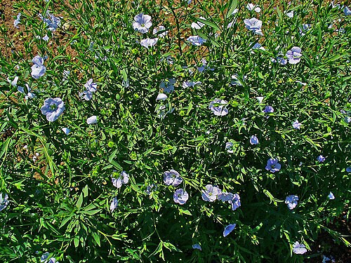 Flax: Linum usitatissimum , Linaceae, Flax, Linseed, habitus. The fresh, aerial parts of blooming plants are used in homeopathy as remedy: Linum usitatissimum