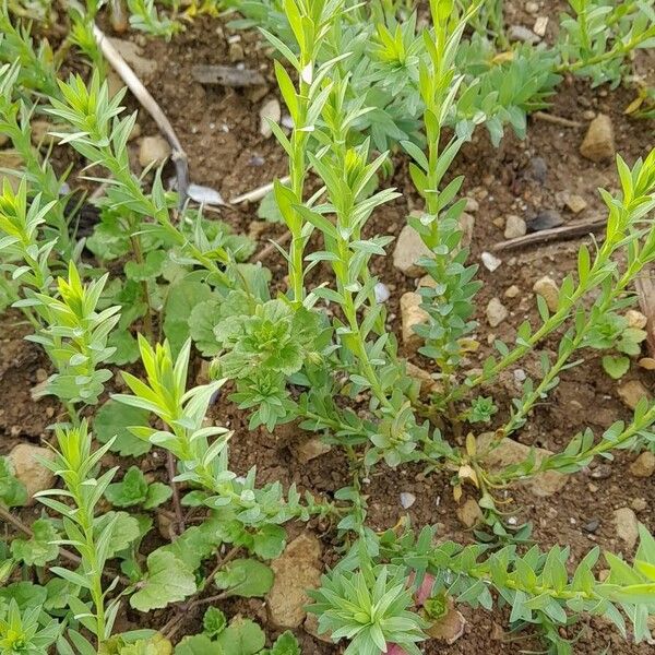 Flax (Linum usitatissimum)