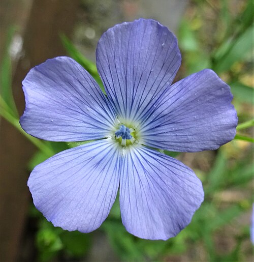 Flax: A Common Flax or Linseed (Linum usitatissimum) flower. Chapeltoun North Ayrshire.