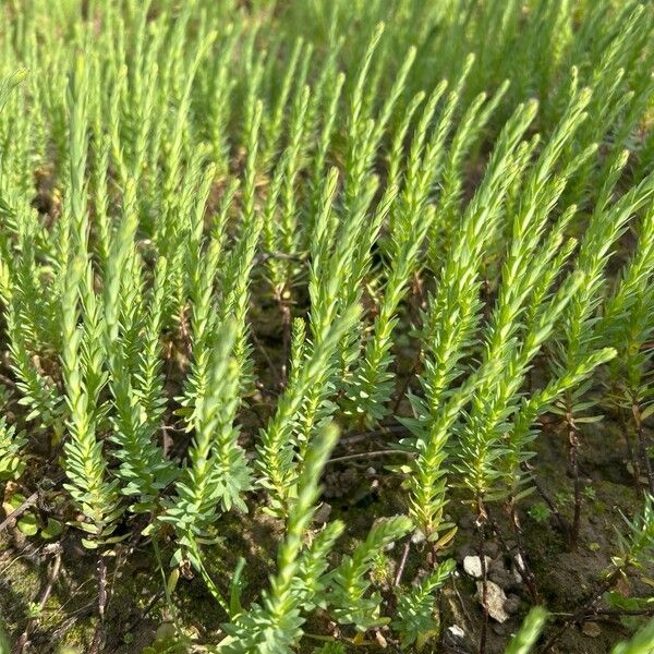 Flax (Linum usitatissimum)