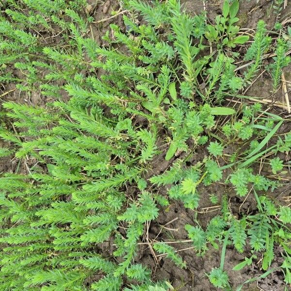 Flax (Linum usitatissimum)