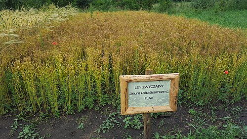 Flax: Flax (Linum usitassimum) exhibition field in Biskupin Archaeological Museum, Poland