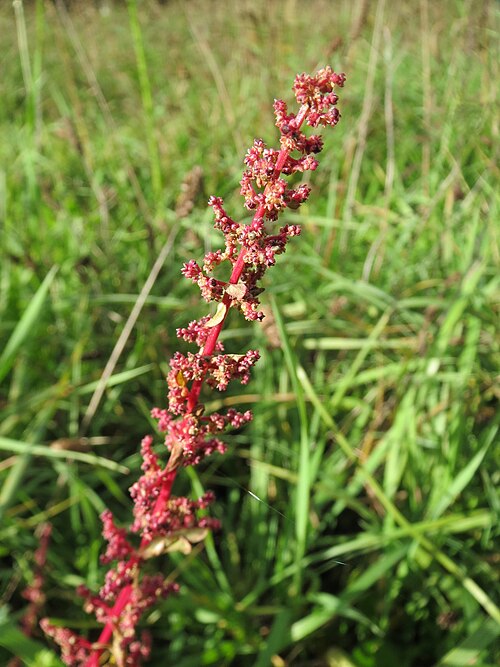 Manyseed goosefoot: Vielsamiger Gänsefuß ( Lipandra polysperma ) im Landesgartenschaupark Hockenheim