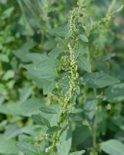 Manyseed goosefoot (Lipandra polysperma)