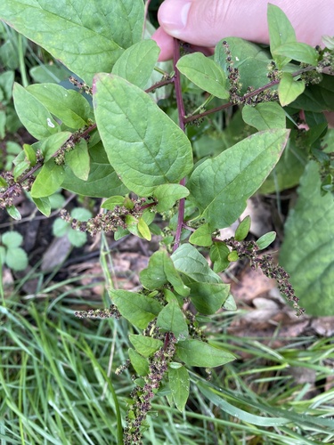 Manyseed goosefoot (Lipandra polysperma)