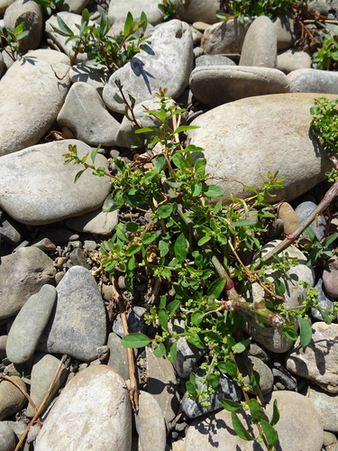 Manyseed goosefoot (Lipandra polysperma)