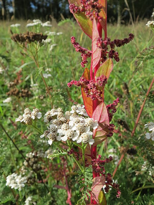 Manyseed goosefoot: Vielsamiger Gänsefuß ( Lipandra polysperma ) im Landesgartenschaupark Hockenheim
