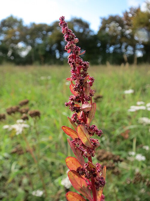 Manyseed goosefoot: Vielsamiger Gänsefuß ( Lipandra polysperma ) im Landesgartenschaupark Hockenheim