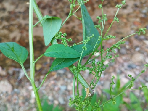 Manyseed goosefoot (Lipandra polysperma)