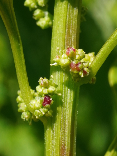 Manyseed goosefoot (Lipandra polysperma)
